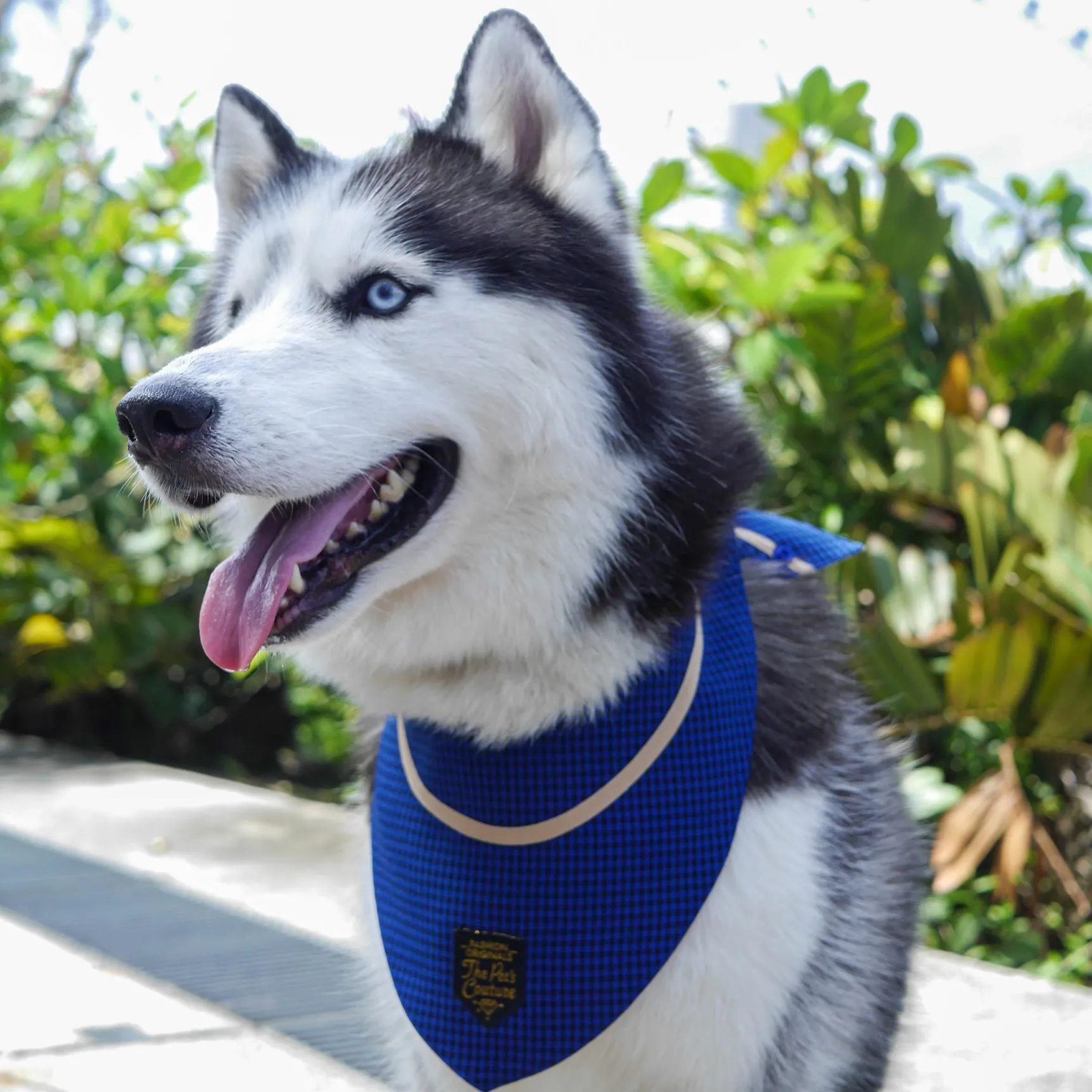 Bandanas - Azure Houndstooth