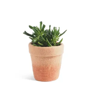 Flower Pot 20 - Medium